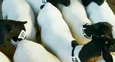 如何加工牛羊飼料？